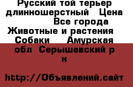 Русский той-терьер длинношерстный › Цена ­ 7 000 - Все города Животные и растения » Собаки   . Амурская обл.,Серышевский р-н